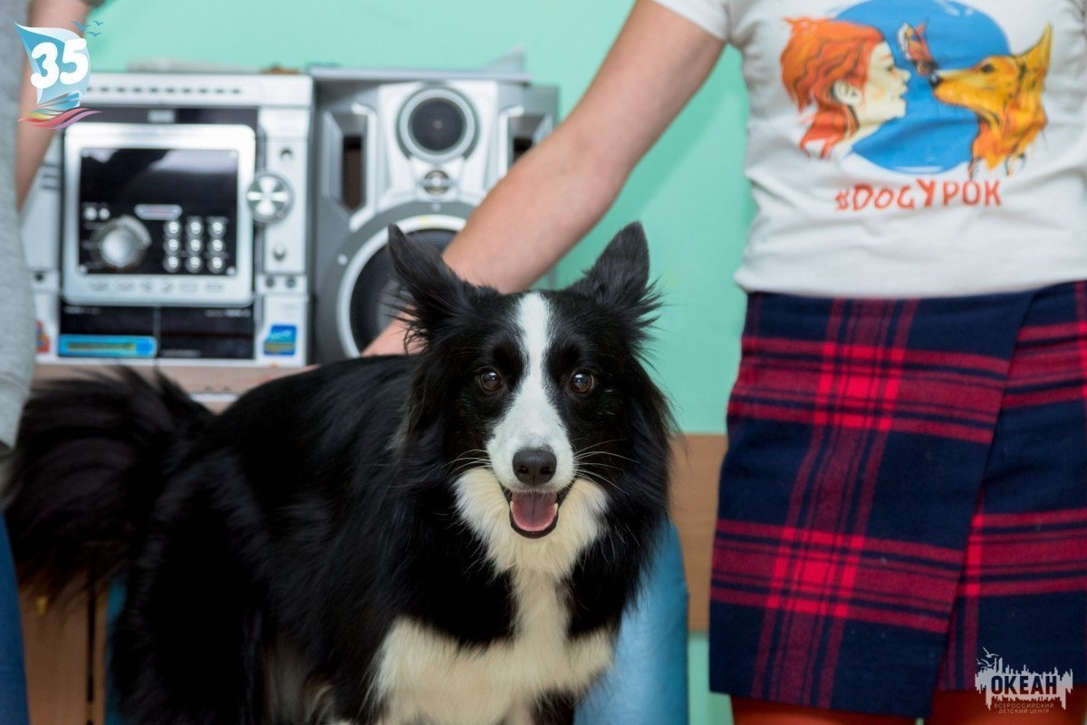 «В ответе за тех, кого приручили»: встреча с кураторами проекта «DogУрок» в «Океане»