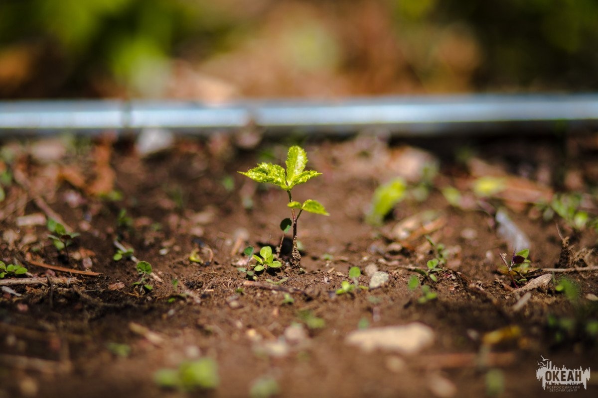 В «Океане» появились первые ростки женьшеня