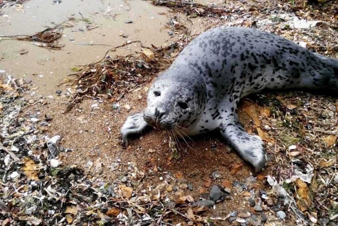 Океанцы спасли детёныша тюленя
